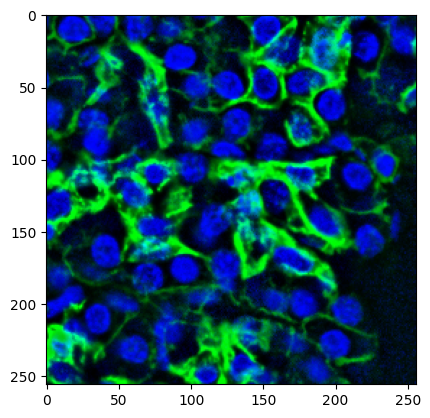 ../_images/notebooks_cell_segmentation_4_1.png